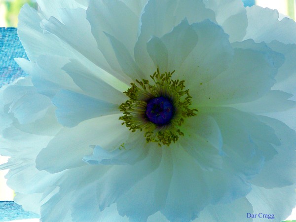 BLUE PEONEY
