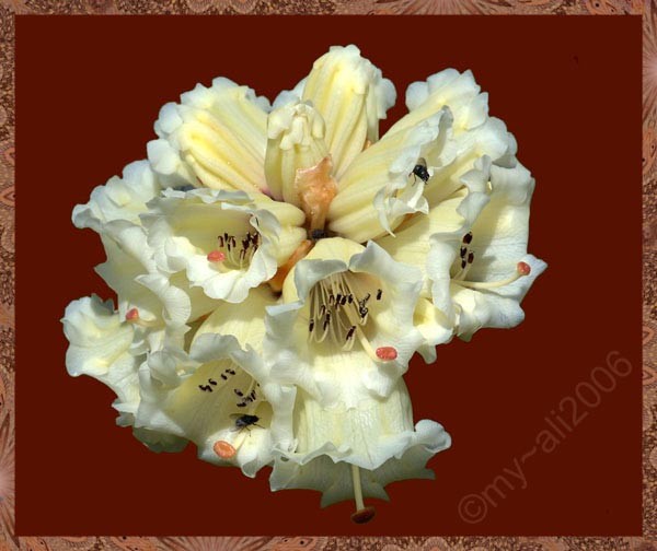 Rhododendron