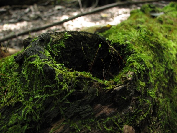 moss #2