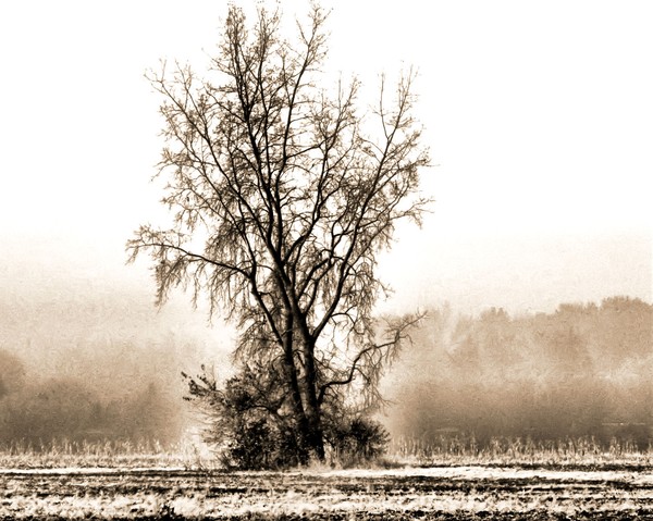 Farmers Field