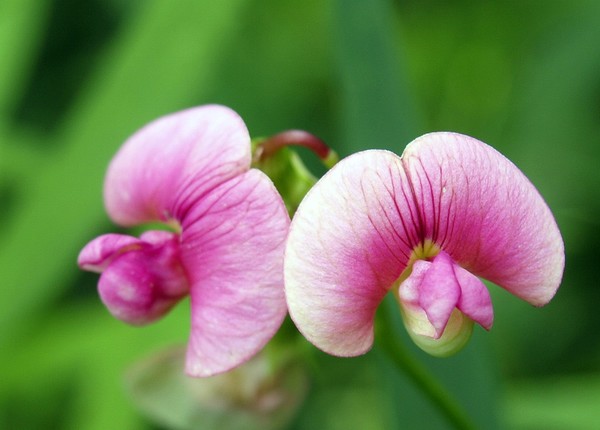 Sweet Pea Flowers