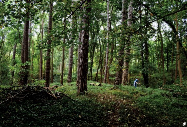 PICKING STICKS