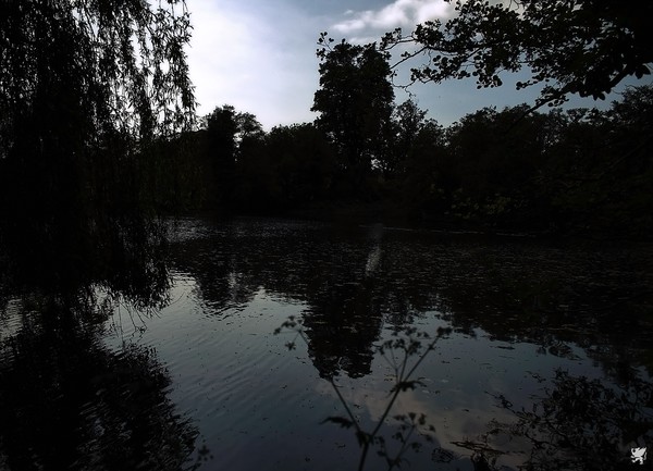 RIPPLES AND REFLECTIONS