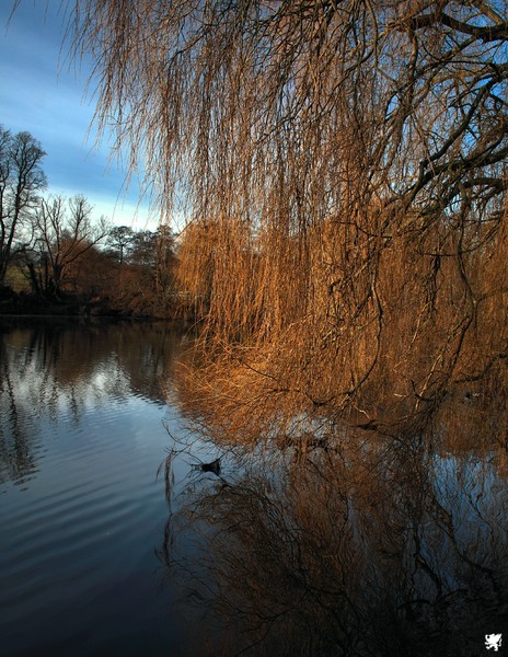 JANUARY REFLECTIONS