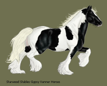 Gypsy stallion 01