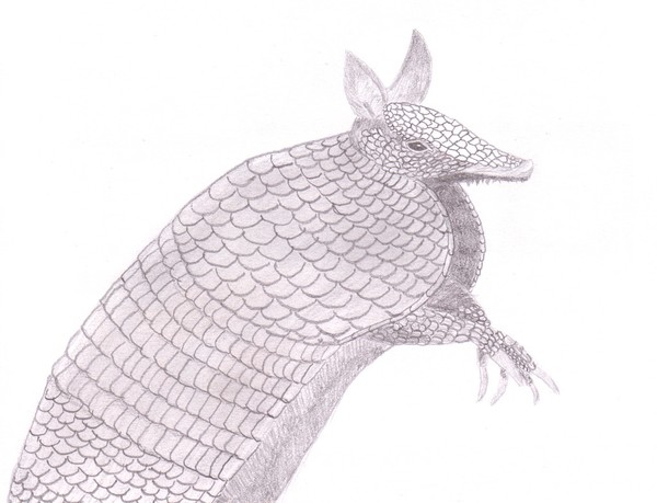 Armadillo