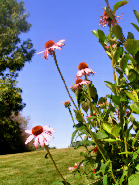 Under a Daisy