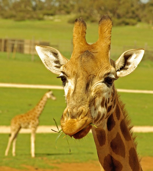 Giraffe
