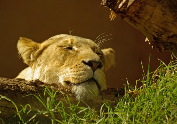 Sleeping beauty.