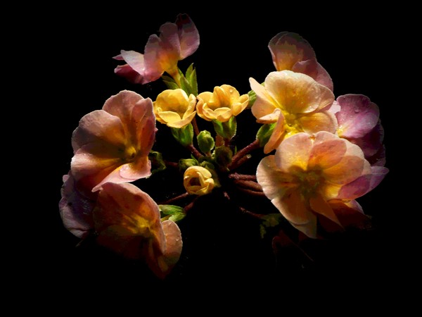 Delicate English Primroses