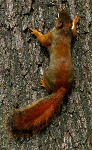 Crazy squirrel