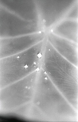 Rain Leaf