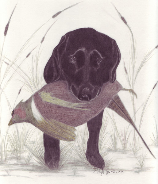 Lab Dreams