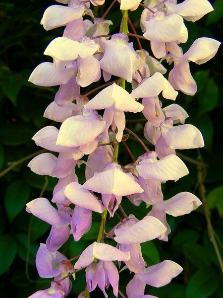 Little Bells