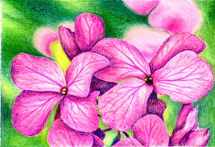 Lunaria