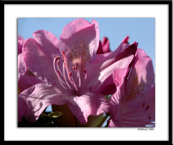 Spring Pink