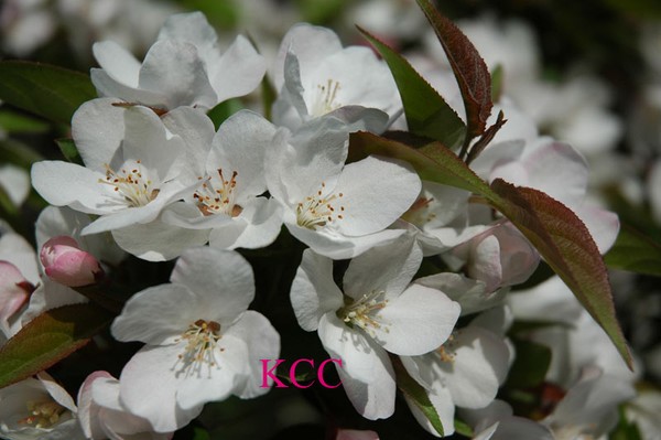 Spring In Central Park 5