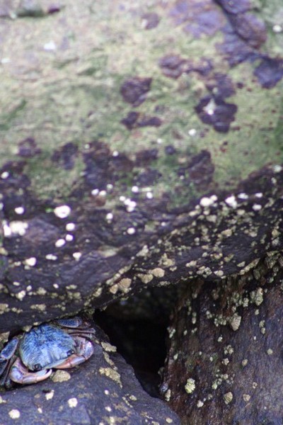 Crab Hiding