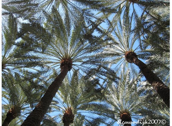Palm Tree Stars©