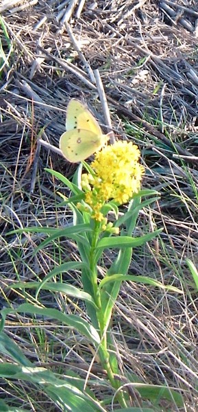 Joan Butterfly