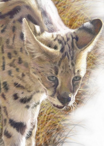 Serval