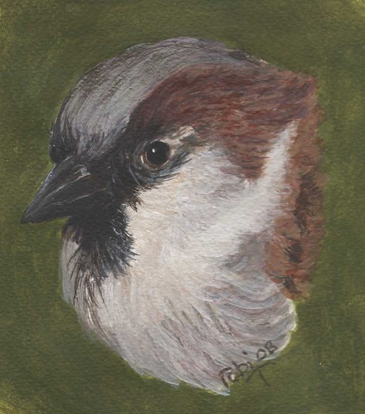 Bobby-rescue sparrow