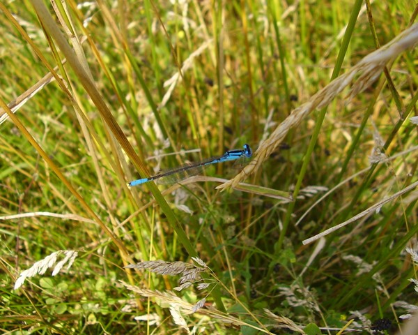 Dragonfly