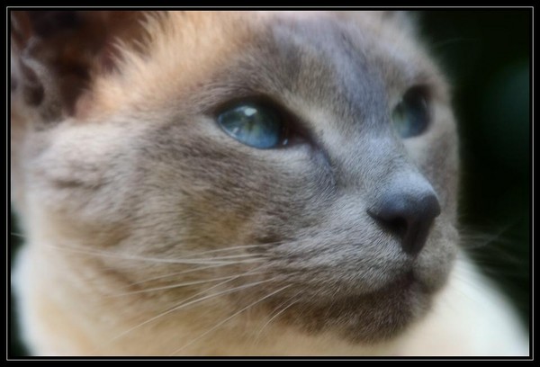 nala