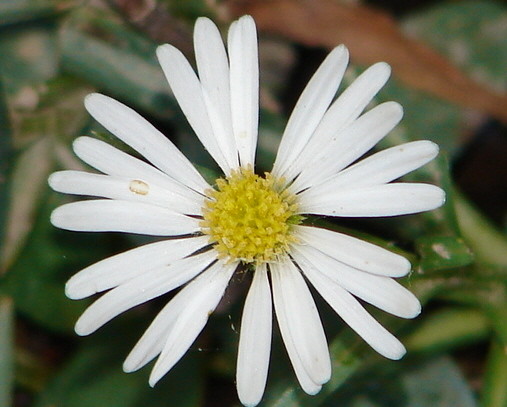 Natural Beauty