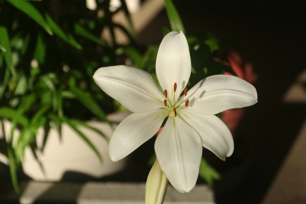 Day Lilly