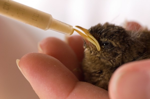 baby wren