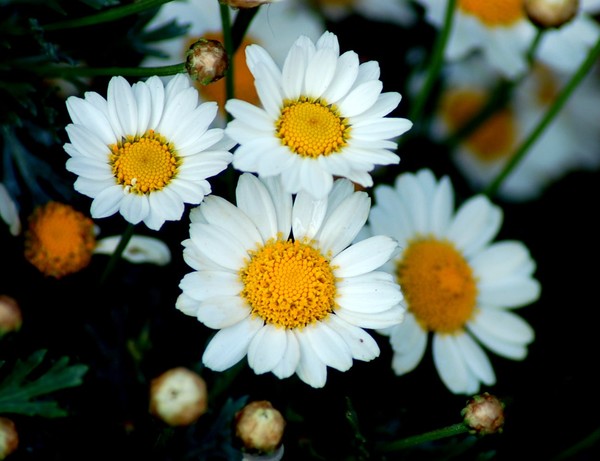 Daisy