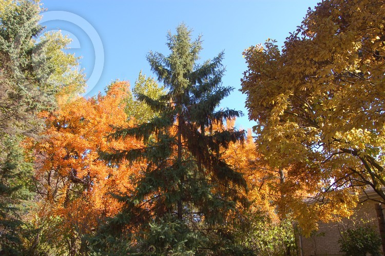 The Beauty of Autumn Leaves
