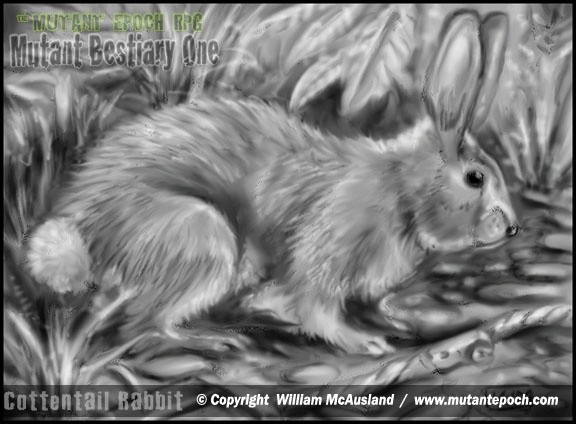 Cottontail Rabbit