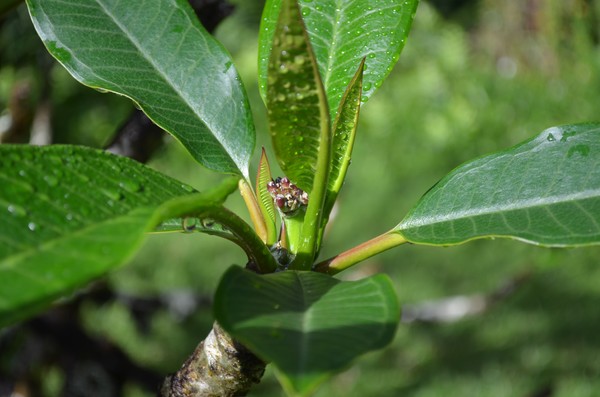 Plumeria Buddy