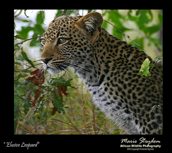 Elusive Leopard