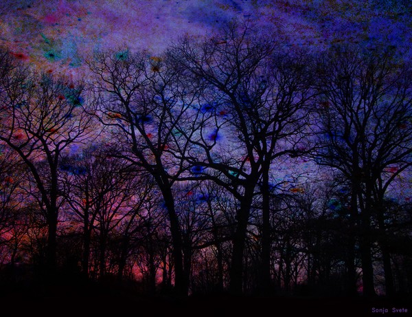 Faraway Forest II