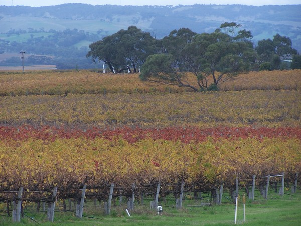 McLaren Vale vineyards in Autum