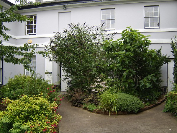 TOWN GARDEN & ALLEY