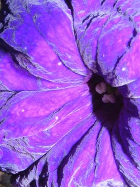 Ultra Violet