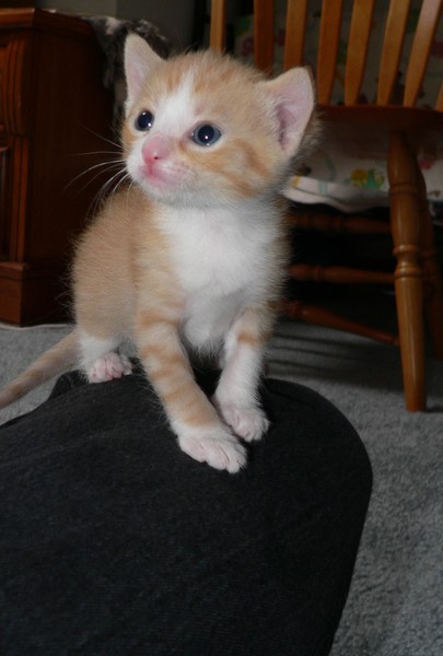 Kitten