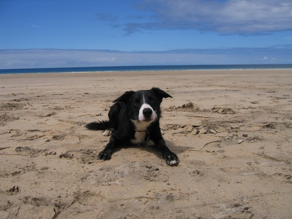 Toby