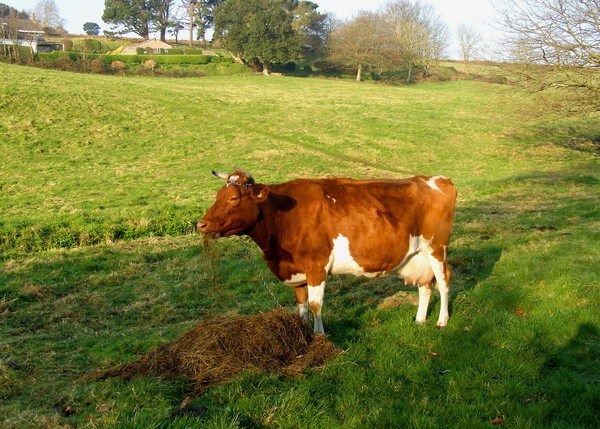 GUERNSEY COW