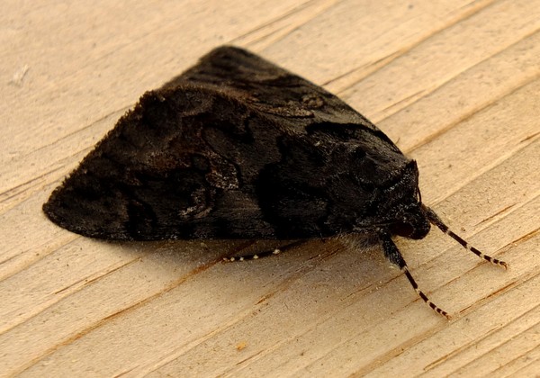 Moth