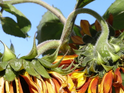 Sunflower Support