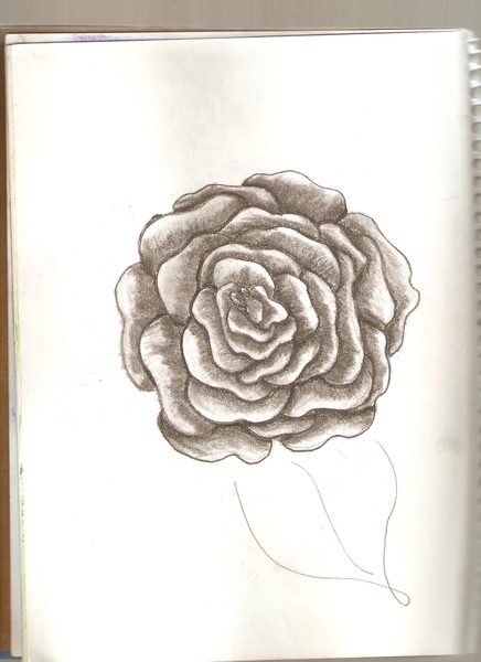 Rose
