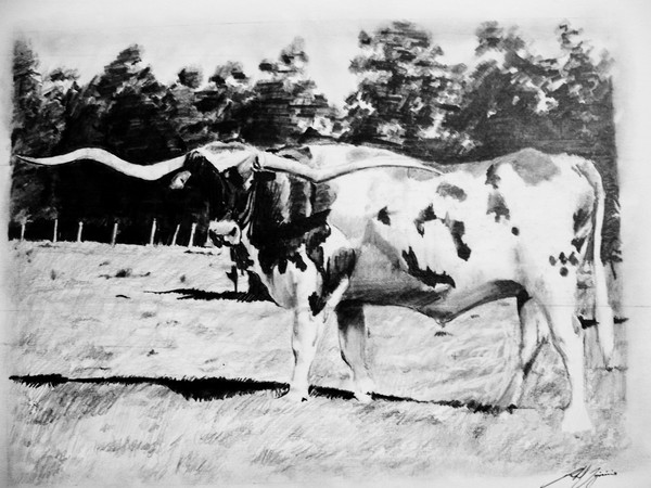 Texas Longhorn