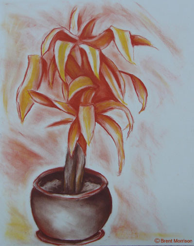 Orange Plant