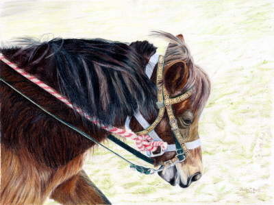 Halter, Bridle and Little Pony