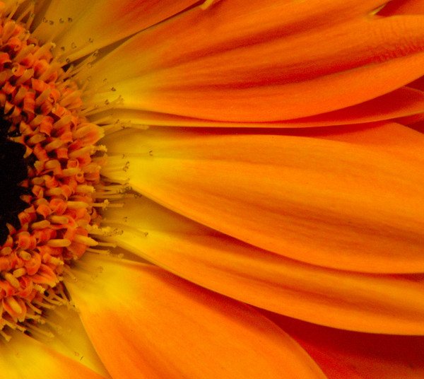Gerbera Daisy Macro